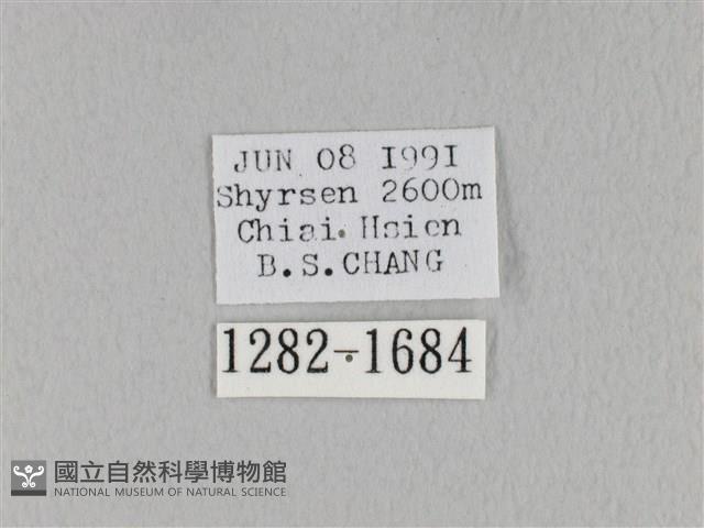 褐斜帶枯葉蛾藏品圖，第3張