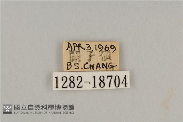 藍灰蝶沖繩亞種藏品圖，第3張