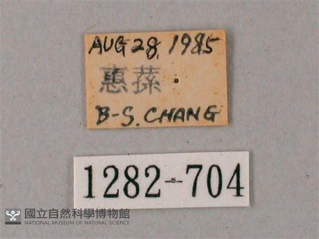 臺灣白肩天蛾藏品圖，第3張