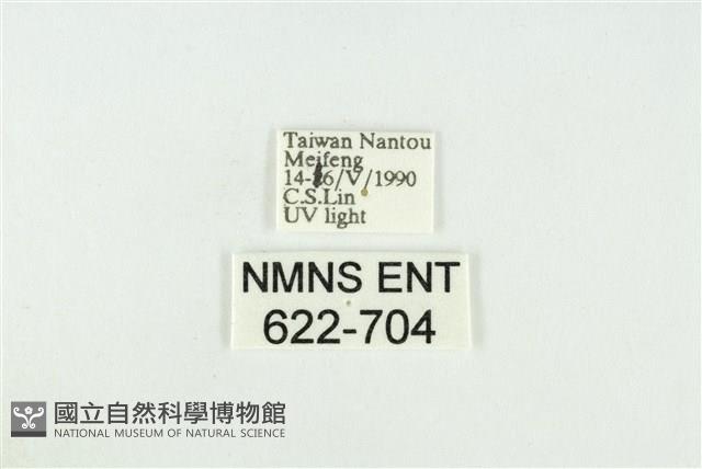 寬紋黃毒蛾藏品圖，第3張