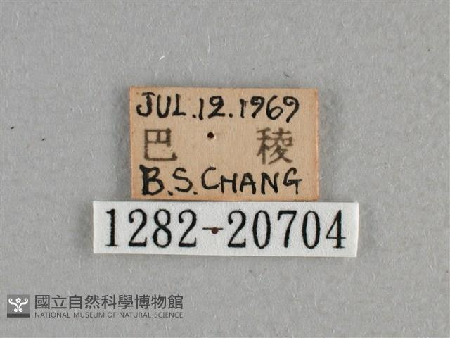 小稻弄蝶藏品圖，第3張