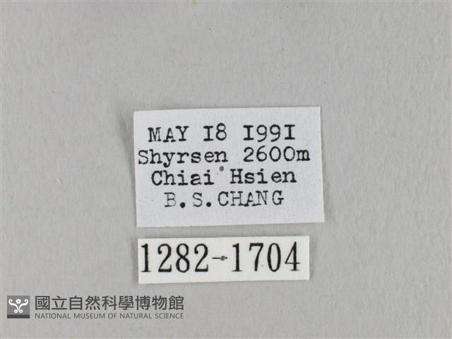 棕斜帶枯葉蛾藏品圖，第3張