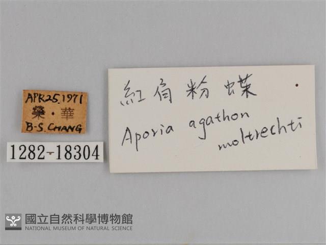 豔粉蝶藏品圖，第3張