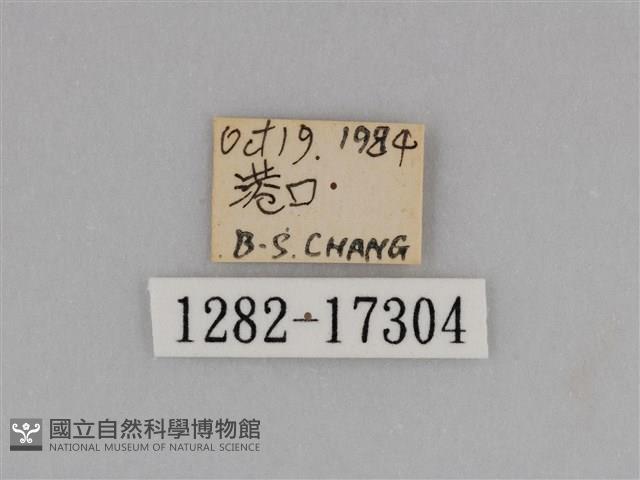 亮色黃蝶藏品圖，第3張