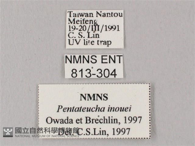 井上氏絨毛天蛾藏品圖，第3張