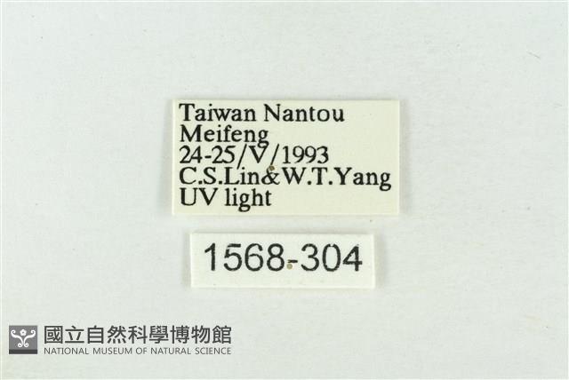 印華波紋蛾藏品圖，第3張