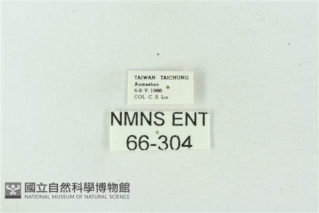 臺雪苔蛾藏品圖，第3張