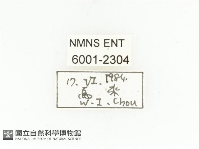 銅點花金龜藏品圖，第2張