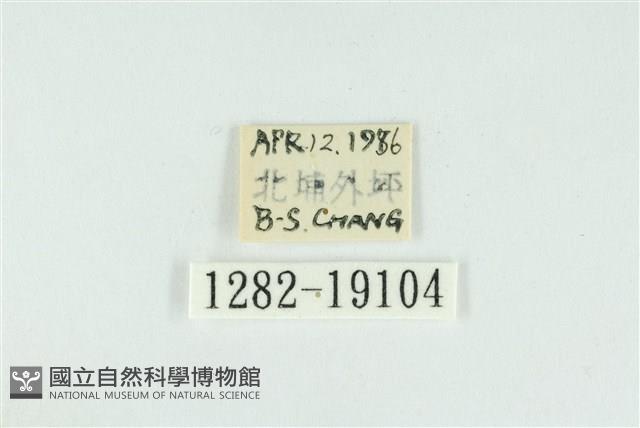 藹環波紋蛾藏品圖，第3張