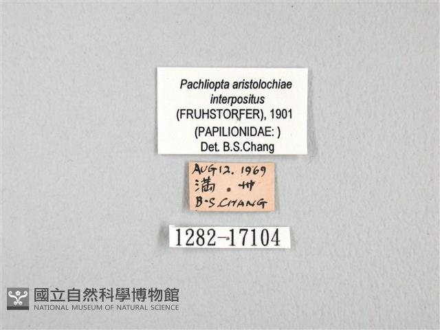 紅珠鳳蝶藏品圖，第3張