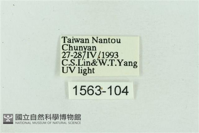 菊池污燈蛾藏品圖，第3張