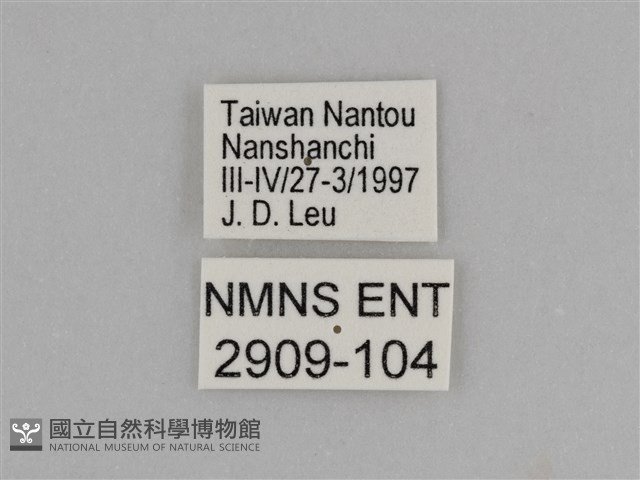 臺灣絹蛺蝶藏品圖，第3張