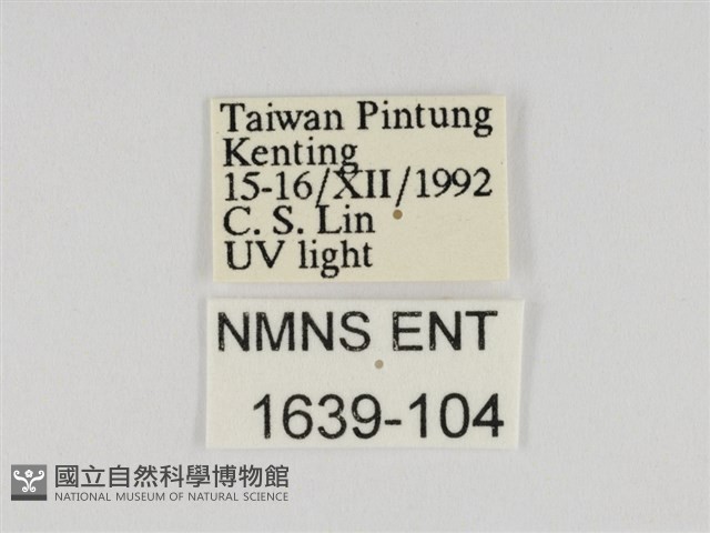 小紫斑蝶藏品圖，第3張