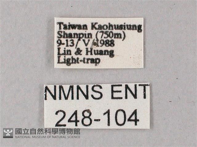 雙斑白肩天蛾藏品圖，第3張