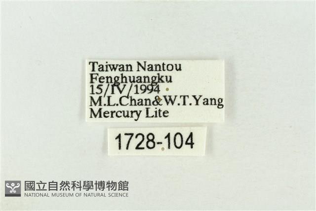 棍棒污燈蛾藏品圖，第3張