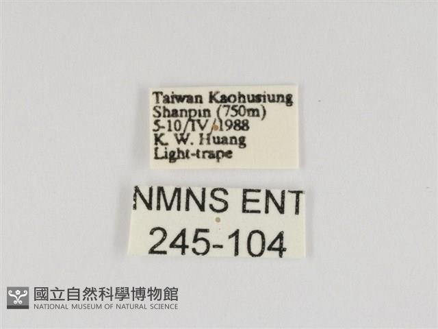 線紋篩蛾藏品圖，第3張