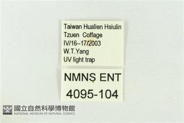 棍棒污燈蛾藏品圖，第3張