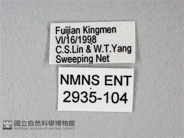 緣點白粉蝶藏品圖，第3張