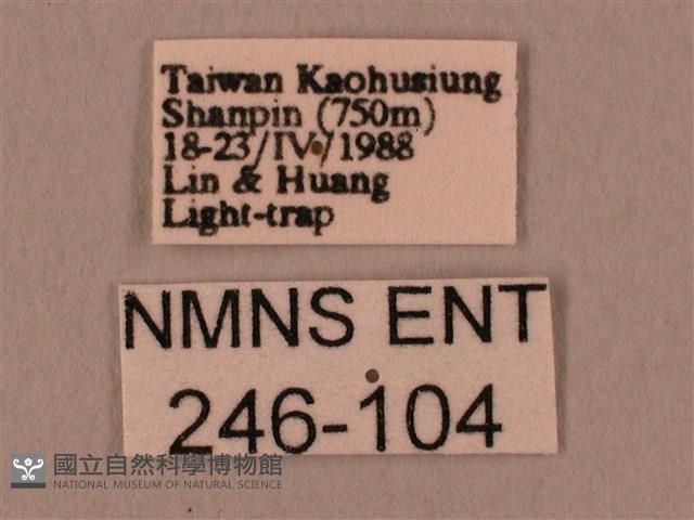 斜線天蛾藏品圖，第3張