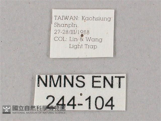 雙斑白肩天蛾藏品圖，第3張