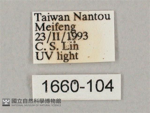 井上氏絨毛天蛾藏品圖，第3張