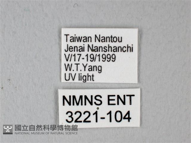 緣點白粉蝶藏品圖，第3張