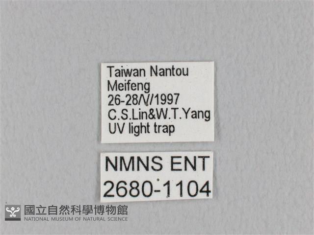 褐斜帶枯葉蛾藏品圖，第3張