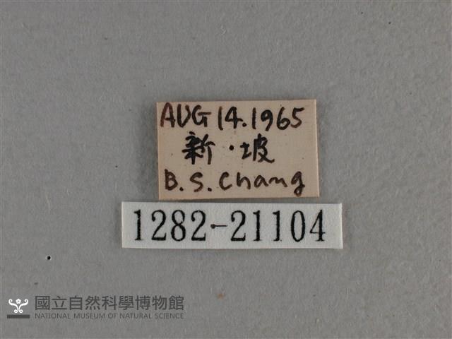 黃星弄蝶藏品圖，第3張