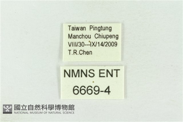 波紋眼蛺蝶藏品圖，第3張