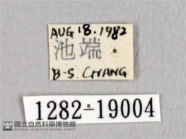 埔里帶蛾藏品圖，第3張