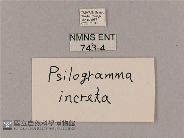 細斜紋霜天蛾藏品圖，第3張