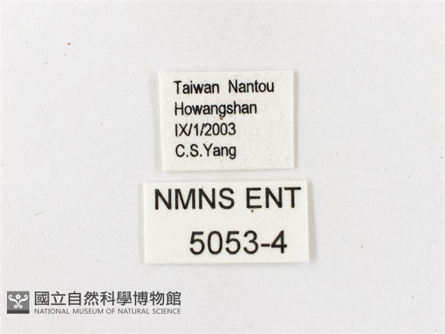 大藏波眼蝶藏品圖，第3張