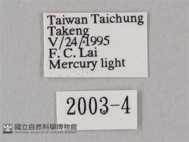 白點天蛾 藏品圖，第3張