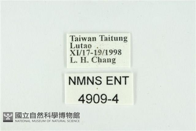 折列藍灰蝶沖繩亞種藏品圖，第3張
