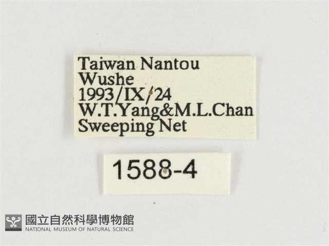 臺灣翠蛺蝶藏品圖，第3張