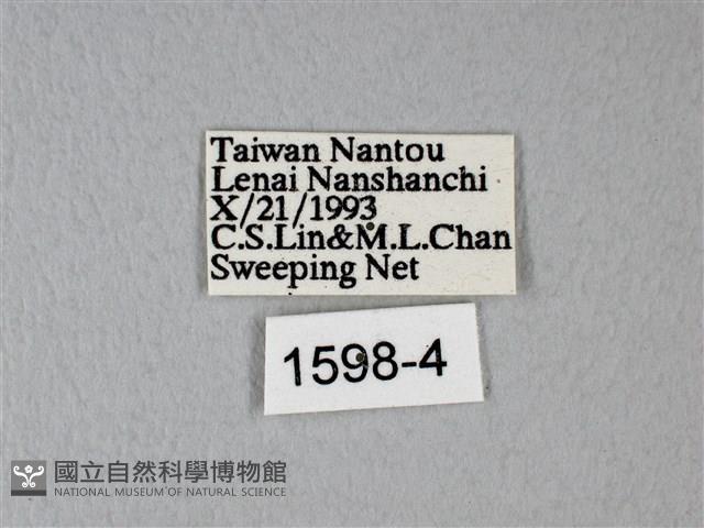 異粉蝶、雌白黃蝶藏品圖，第3張