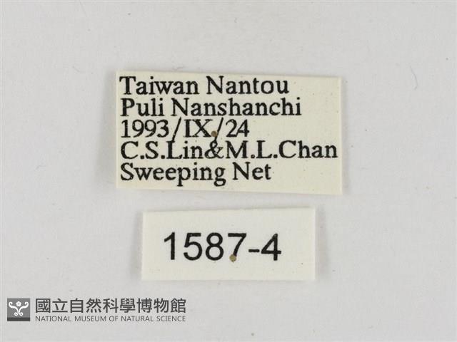 淡褐脈粉蝶藏品圖，第3張