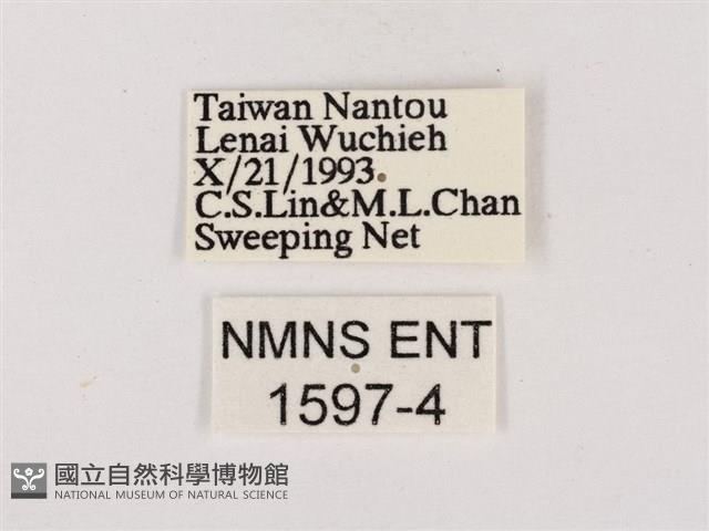 嫵琉灰蝶藏品圖，第3張