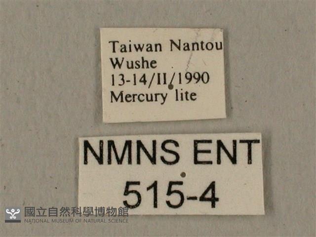 全緣缺角天蛾藏品圖，第3張