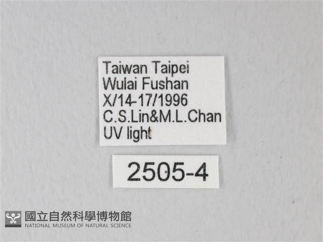 臺灣卵翅蛾藏品圖，第3張