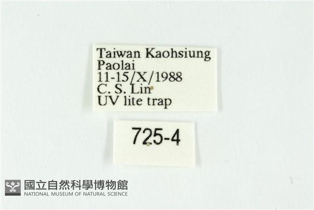 白斑散紋夜蛾藏品圖，第3張