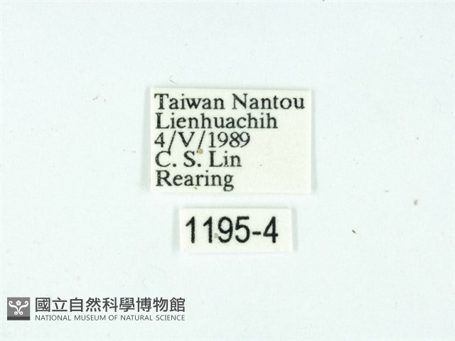 黃肩奇蛾藏品圖，第3張