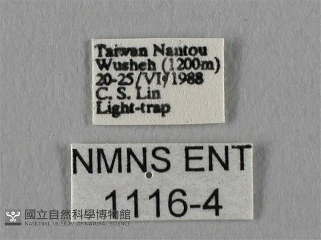 眉紋天蠶蛾藏品圖，第3張