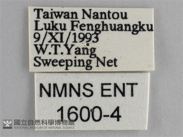 藍紋鋸眼蝶藏品圖，第3張