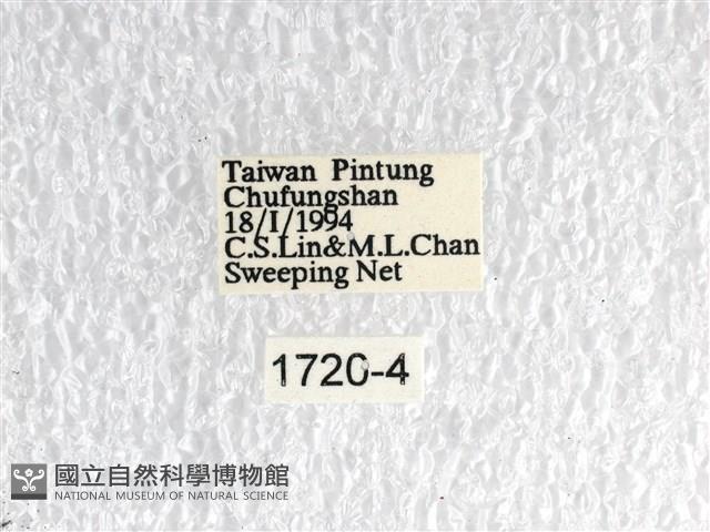 紅珠鳳蝶藏品圖，第3張