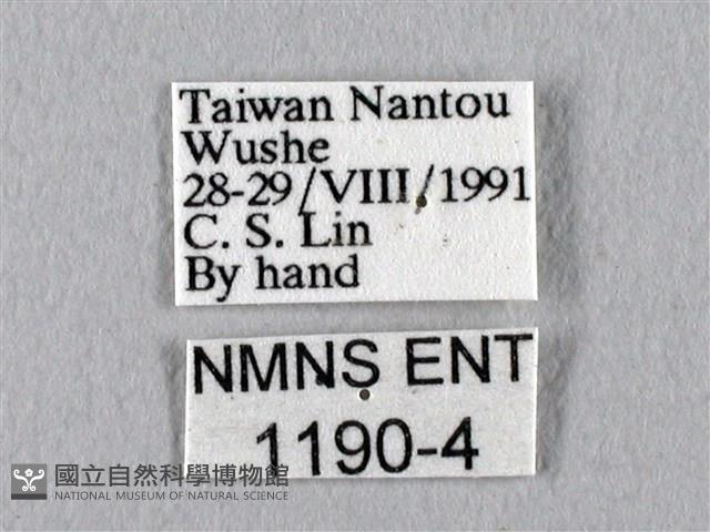 眉紋天蠶蛾藏品圖，第3張