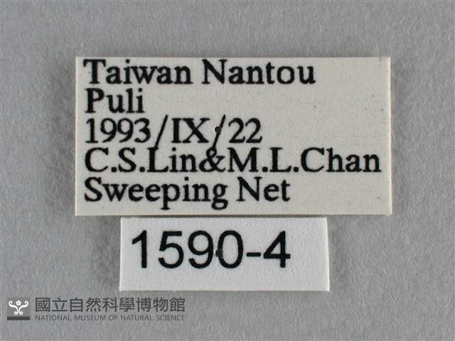 波灰蝶藏品圖，第3張