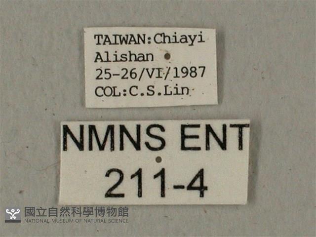 蝦殼天蛾藏品圖，第3張