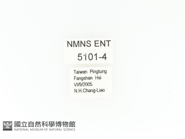 臺灣角金龜藏品圖，第2張