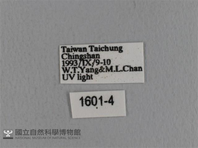 青枯葉蛾藏品圖，第3張